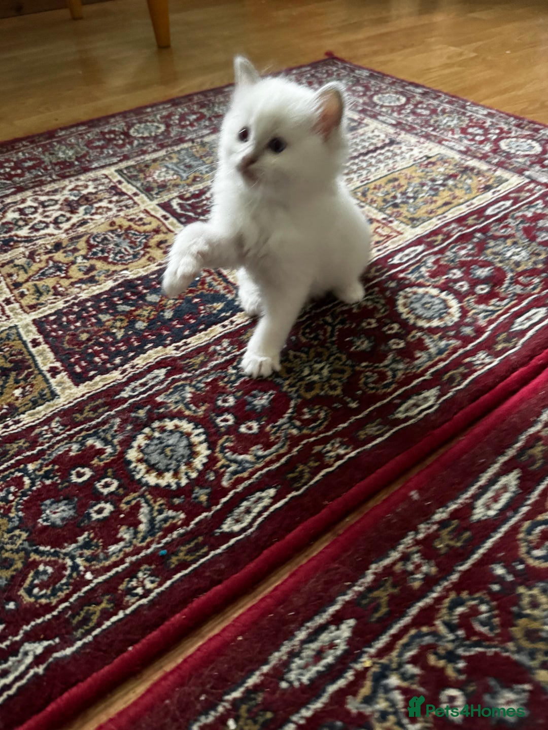 Ragdoll cats for sale: Adorable ragdoll kittens - Image 9