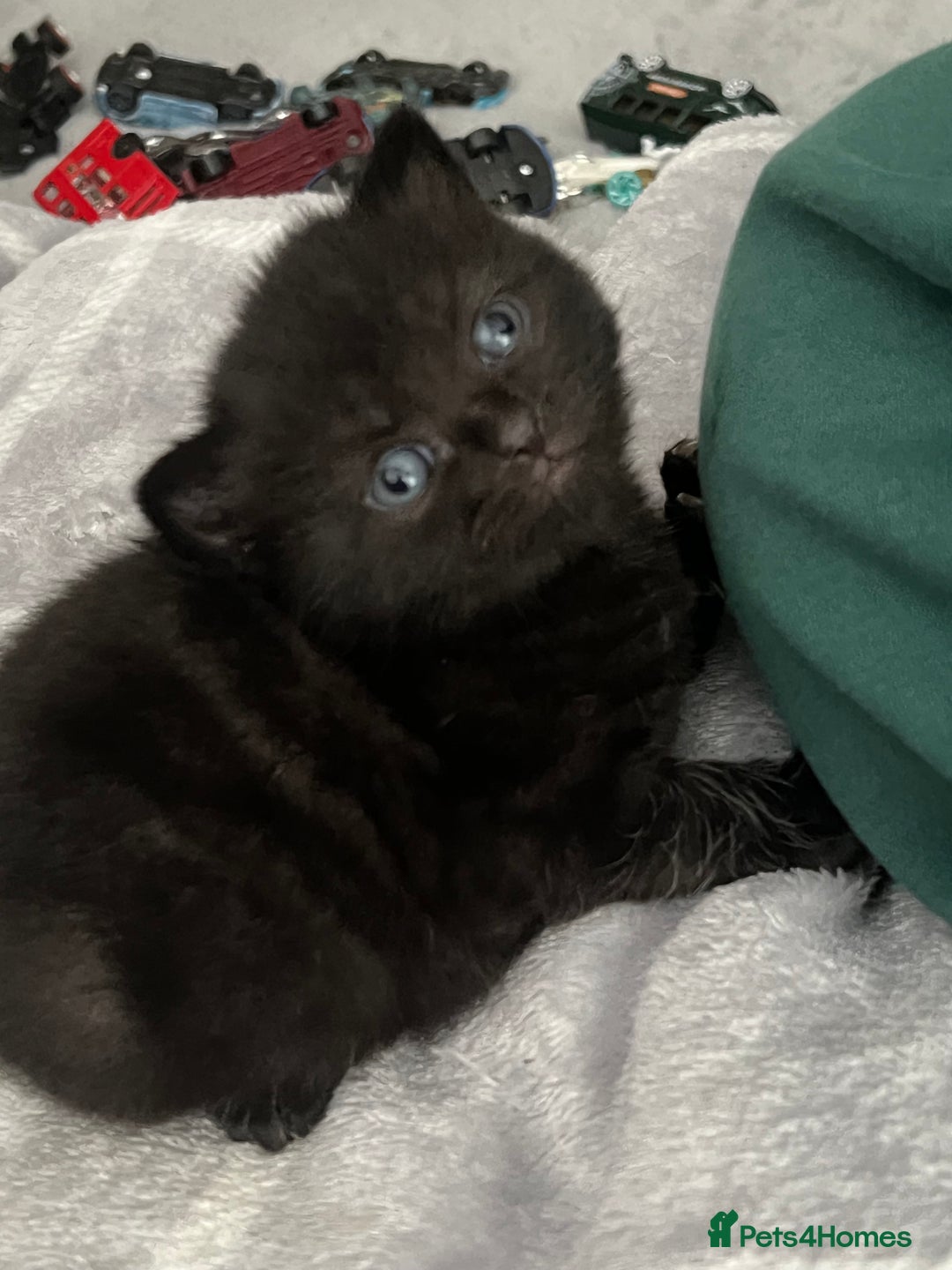 British Shorthair cats for sale: British shorthair/ tuexedo kittens  - Image 22