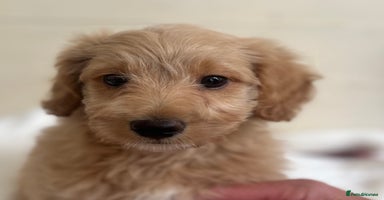 Cavachon dogs - Advert 1