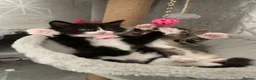 Mixed Breed cats for sale: Beautiful kittens looking for loving home in Enfield - Advert 15