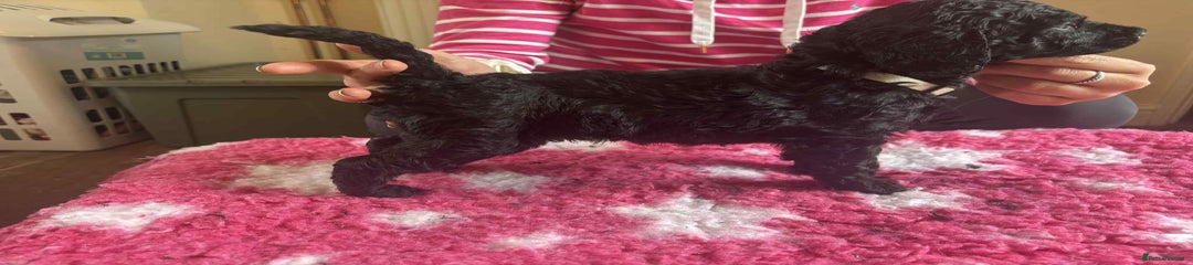 Standard Poodle Puppy 2