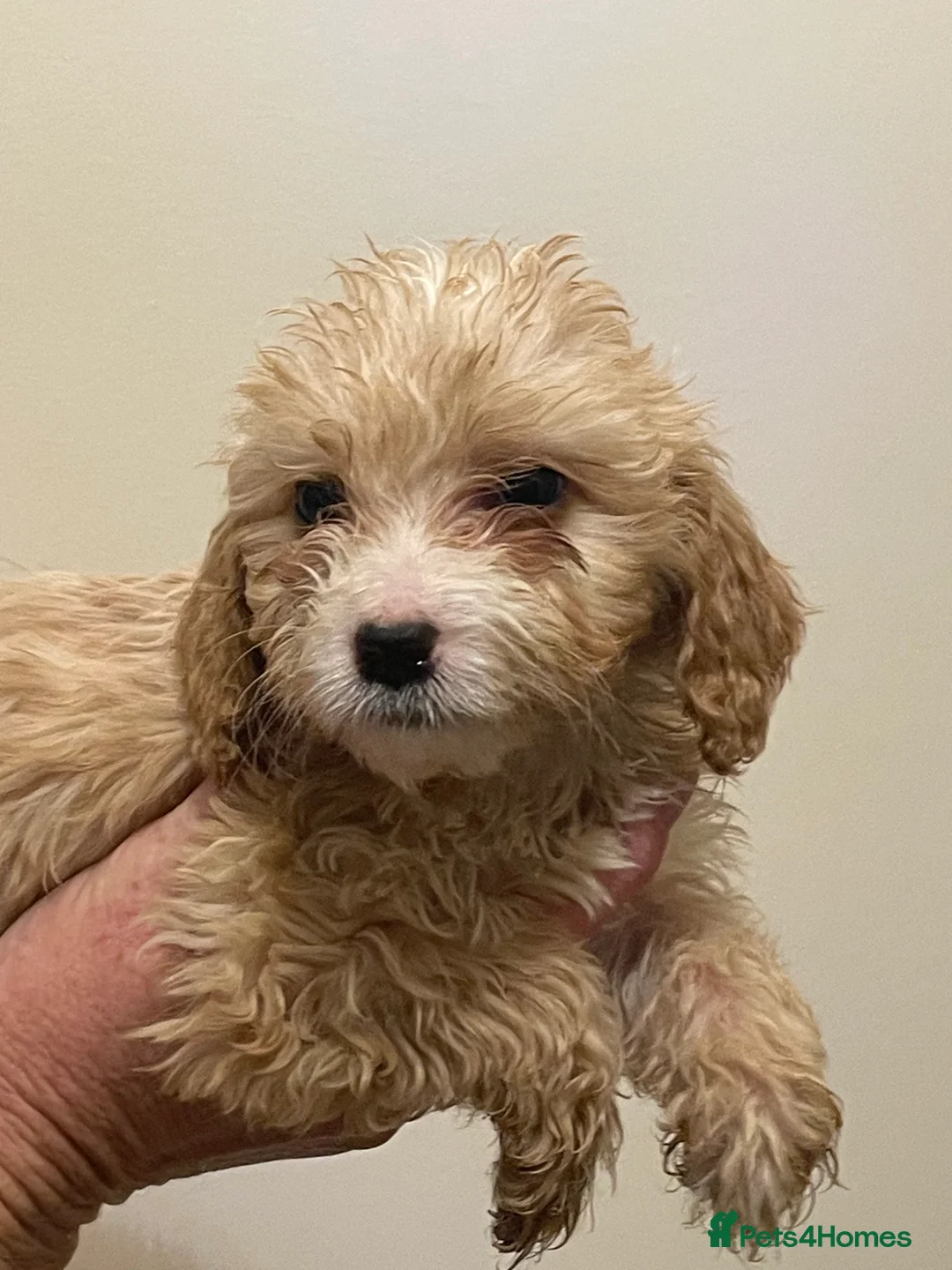 Cockapoo dogs for sale:  Cockapoo Puppies Ready for Loving Homes  - Advert 6