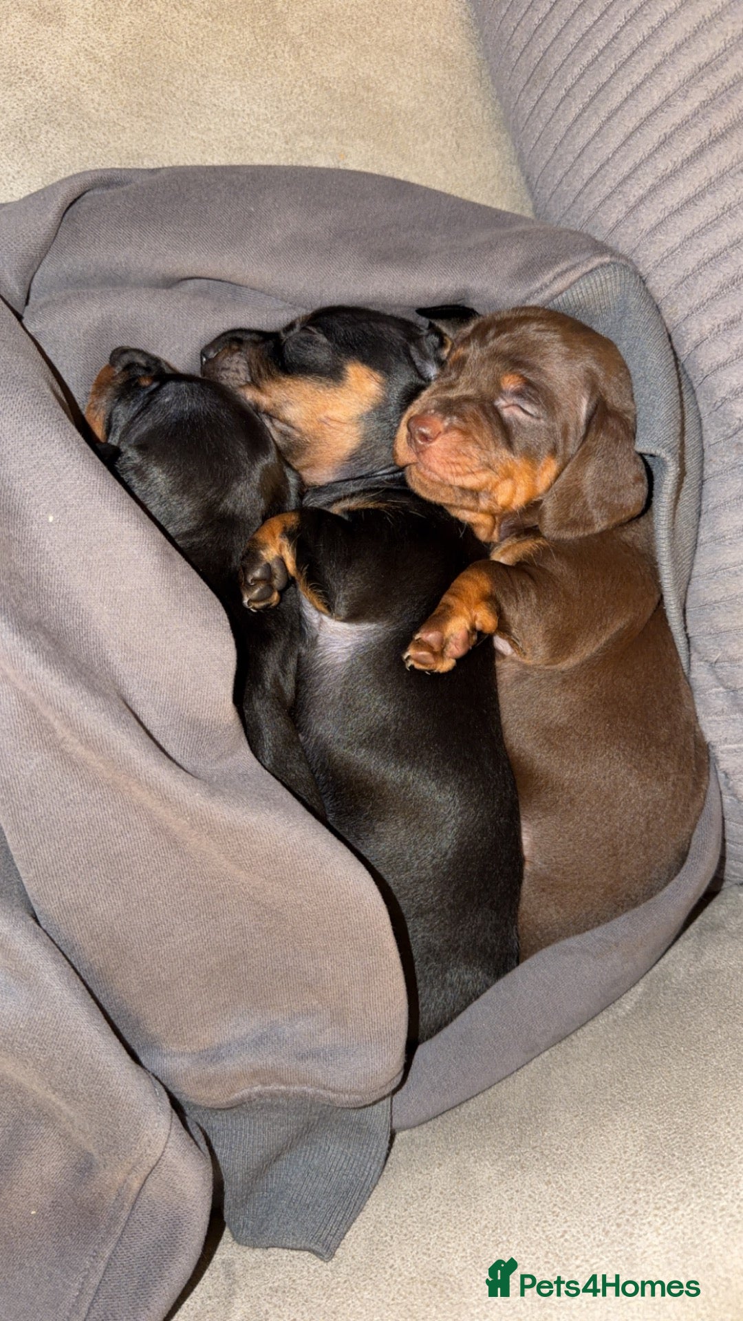 Miniature Dachshund dogs Miniature Smooth haired Dachshund Puppies MALE  - Advert 10
