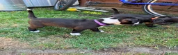 Staffordshire Bull Terrier dogs for sale: Staffordshire Bull Terrier Puppies – 1 Boy&4 Girls - Advert 14