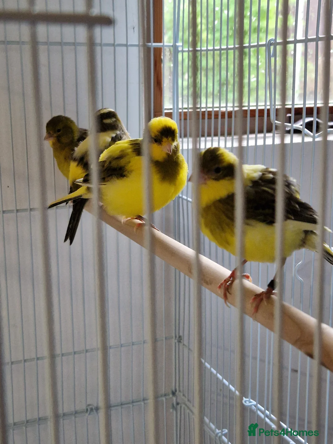 Canaries birds for sale: Fife + Opal Agage + Lizard Canaries - Advert 9