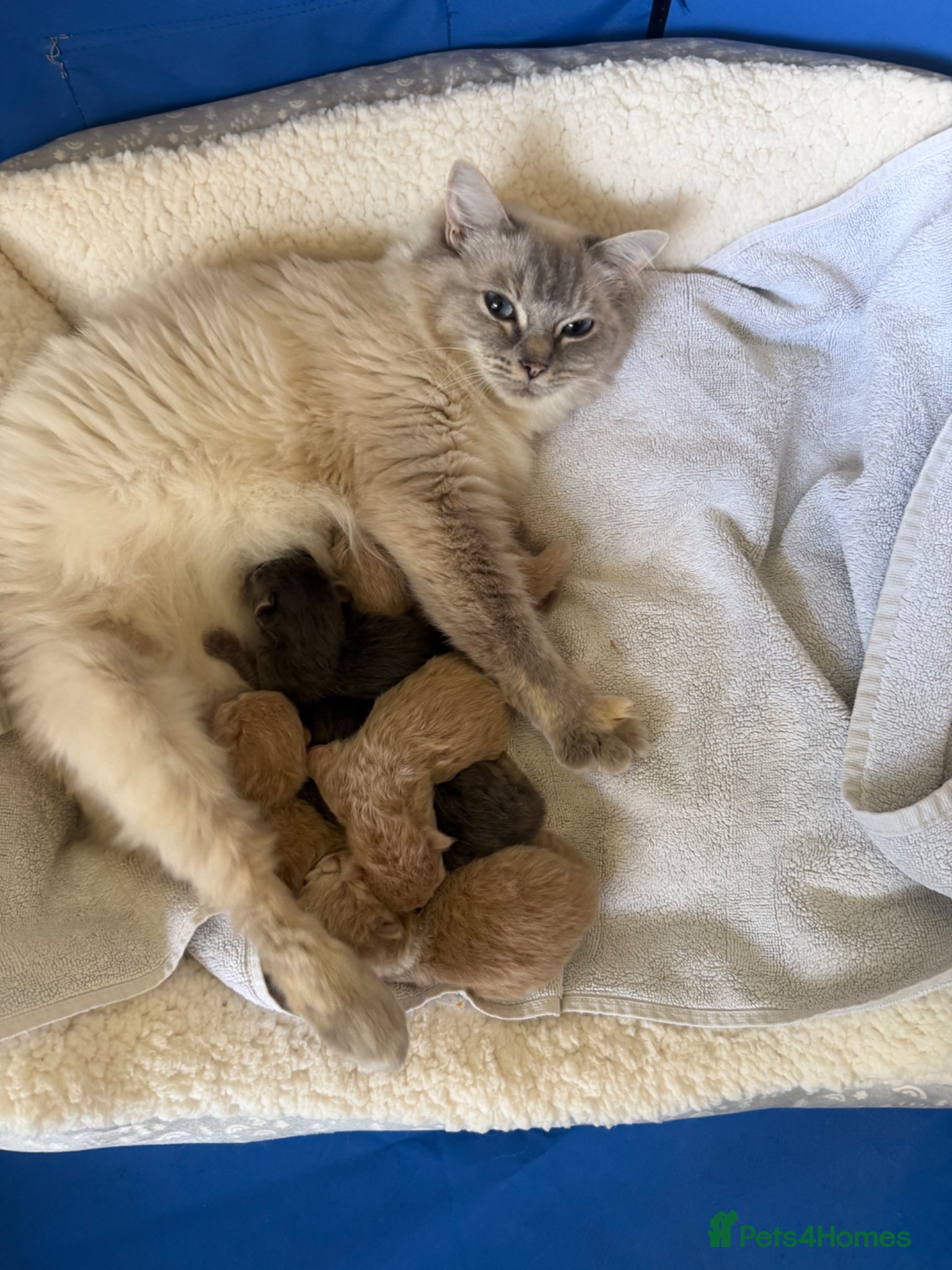 Ragcoon cats Teddy Bear Ragdoll x Maine Coon Rare and Stunning - Advert 2