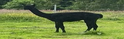 Alpaca livestock for sale: Pet Males - Advert 4
