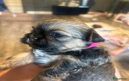 Shih Tzu dogs for sale: Shihtzu Puppies Available for reserve - Image 16