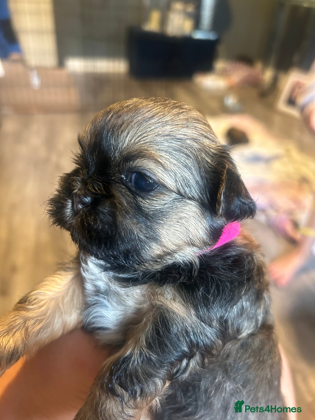 Shih Tzu dogs for sale: Shihtzu Puppies Available for reserve - Image 16