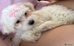 Maltese dogs for sale: Bella the Bichon Maltese🩷 - Image 3