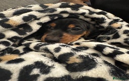 Miniature Dachshund dogs for sale: Miniature daschund Ready now - Image 16