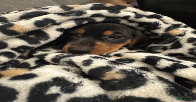 Miniature Dachshund dogs - Advert 16