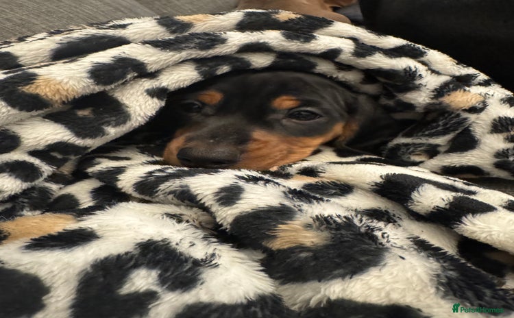 Miniature Dachshund dogs - Advert 4