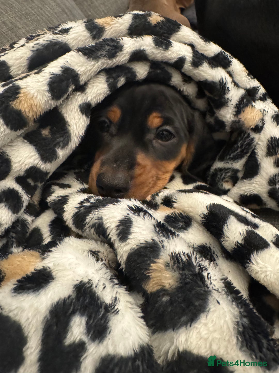 Miniature Dachshund dogs for sale: Miniature daschund Ready now - Image 16