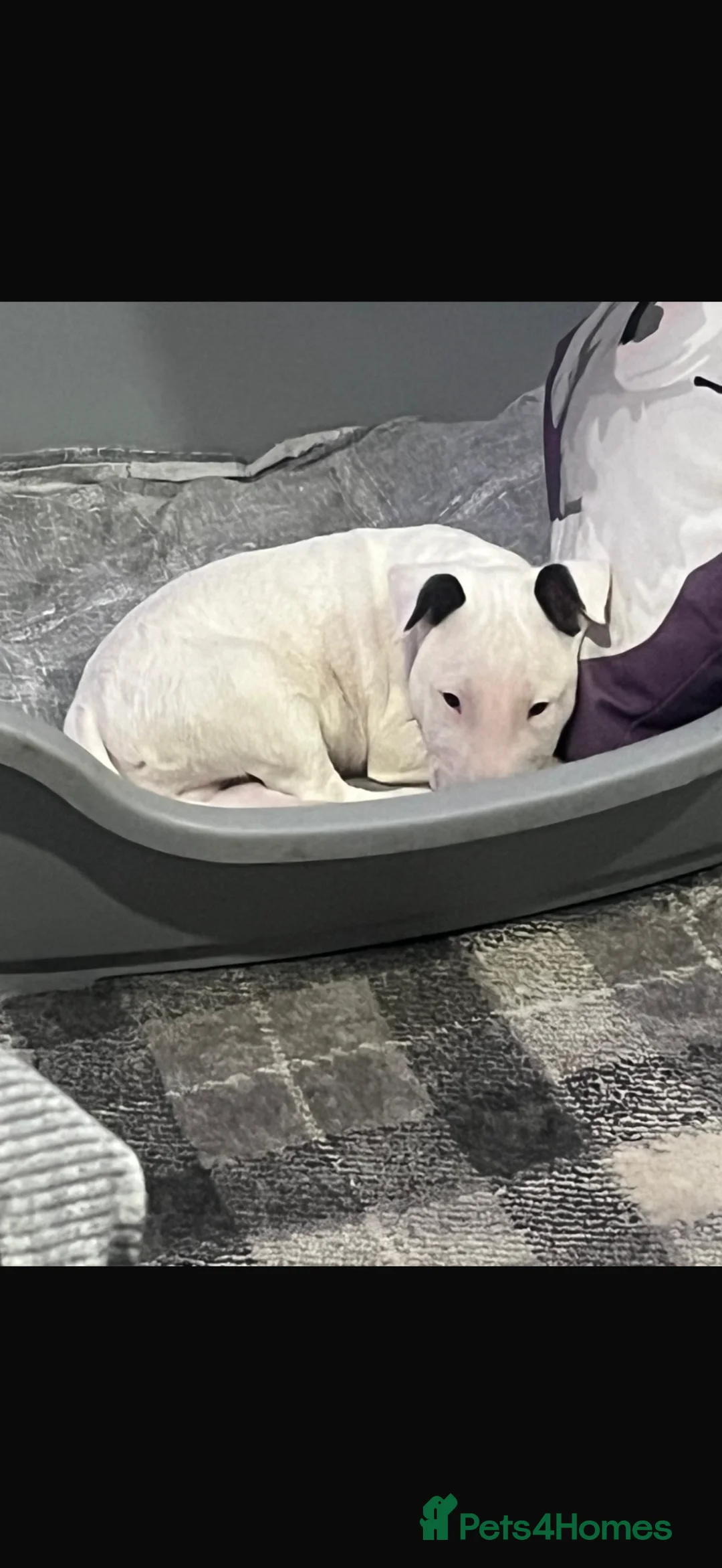 English Bull Terrier dogs for sale: English bullterrier make puppy in Kilbirnie - Advert 3