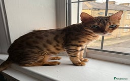 Bengal cats for sale: 6 Stunning Bengal kittens - Image 2