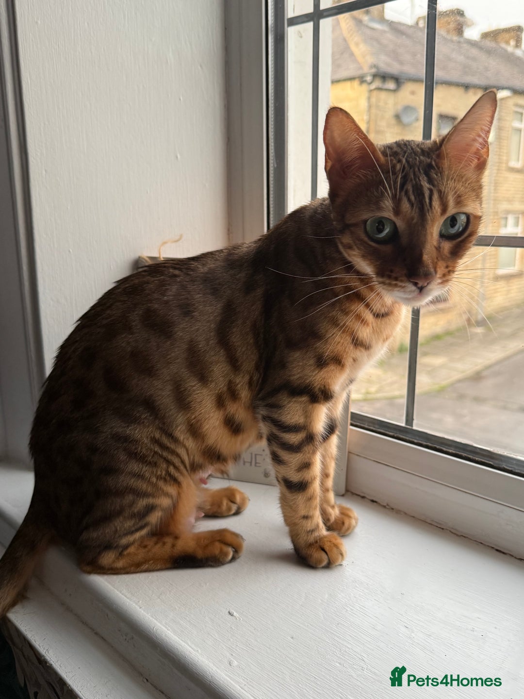 Bengal cats for sale: 6 Stunning Bengal kittens - Image 2