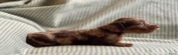 Miniature Dachshund dogs for sale: Miniature long haired dachshund  in Leeds - Advert 15