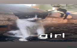 Mixed Breed cats for sale: 8 beautiful kittens for sale  - Image 6