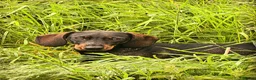 Dachshund dogs for sale: *Gamekeeper bred Wire Haired Dachshund Puppies* - Advert 6