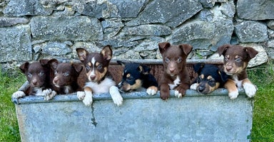 Mixed Breed dogs - Advert 4