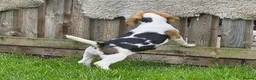 Beagle dogs for sale: 2Beautiful KC Registered Beagle Pups - Ready Now - Advert 12