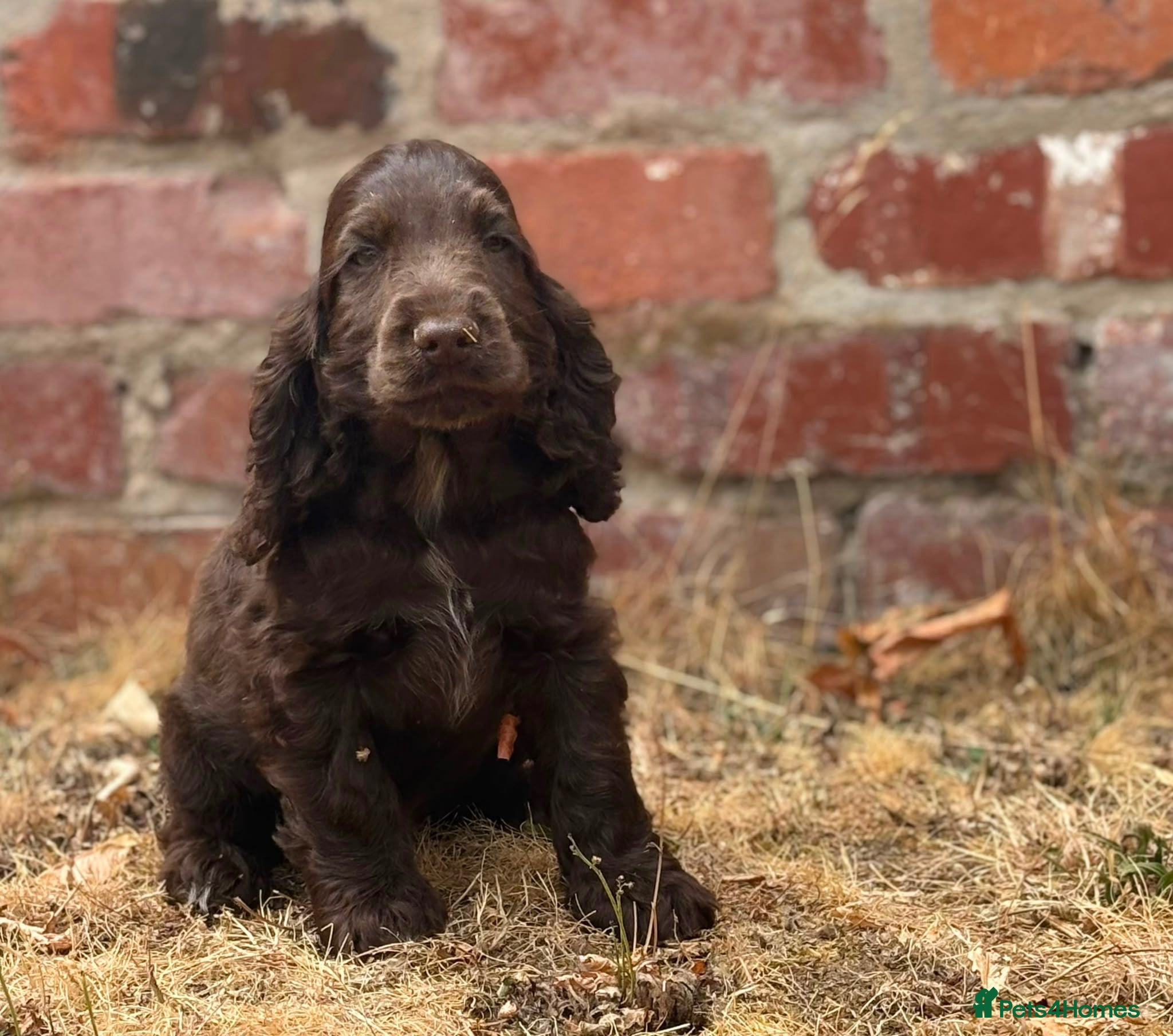 Cocker Spaniel dogs Beautiful top quality show type cocker spaniel  - Advert 2