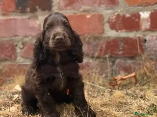 Cocker Spaniel dogs Beautiful top quality show type cocker spaniel - Advert 2