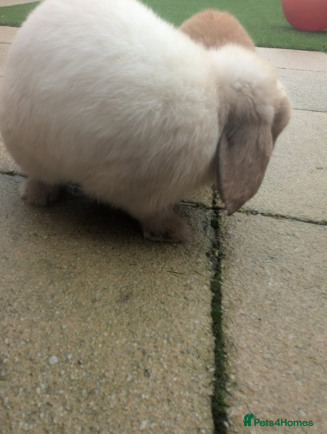 Mini Lop rabbits for sale: Bonded Pair of Mini Lop Males – 9 Months Old - Advert 12