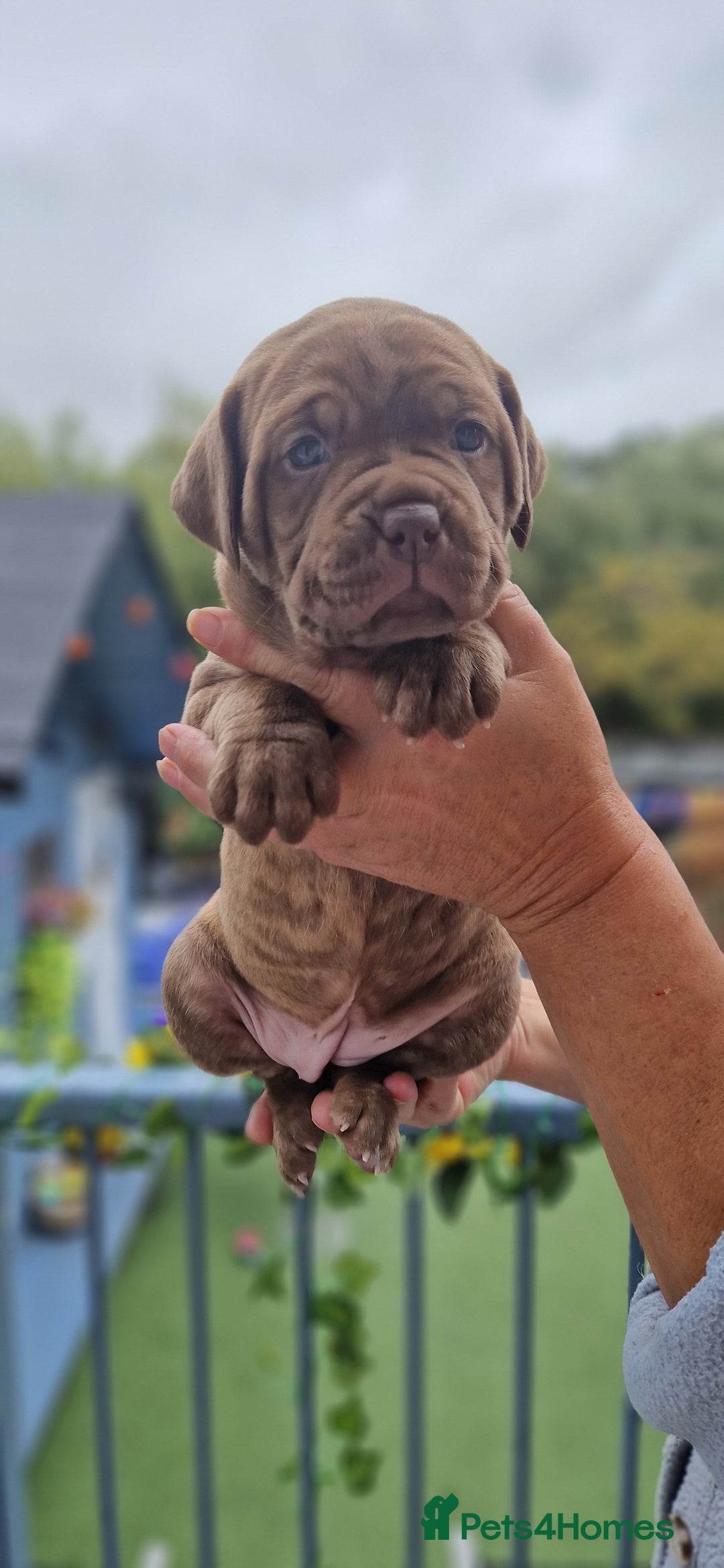 Mixed Breed dogs for sale: cane corso x mastiff pups for sale - Image 6