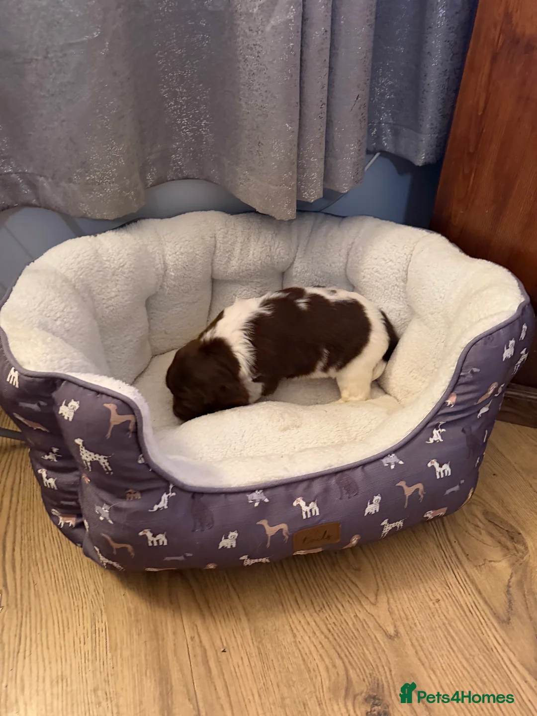 English Springer Spaniel dogs for sale: Springer Spaniel Puppies - Advert 2