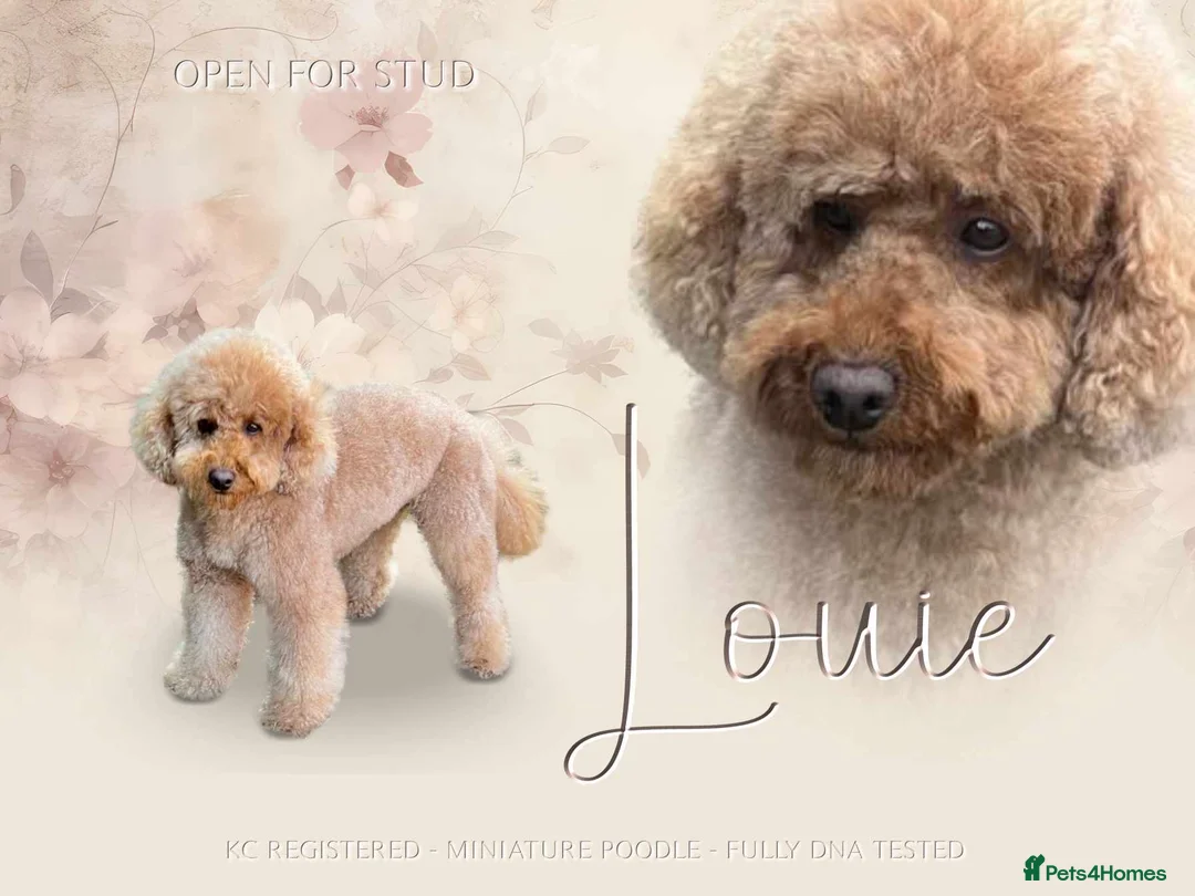 Miniature Poodle dogs for stud: Kc reg apricot  dna fully tested min poodle stud in Market Drayton - Advert 8