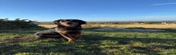 Mixed Breed dogs for sale: Rottweiler cross spaniel  - Advert 7