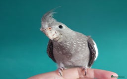 Cockatiels birds for sale: Hand reared semi tame DNA sexed baby cockatiel  in Worthing - Image 11