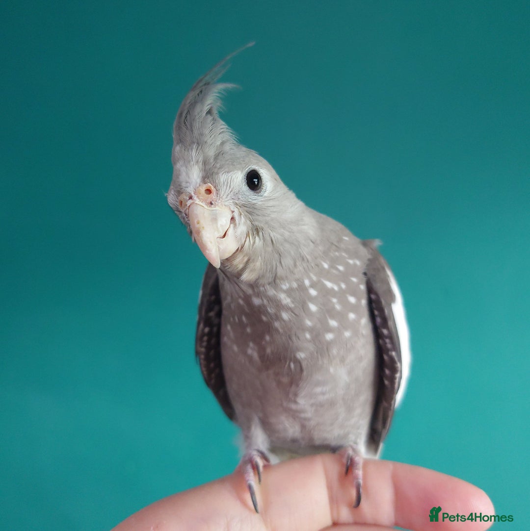 Cockatiels birds for sale: Hand reared semi tame DNA sexed baby cockatiel  in Worthing - Image 11