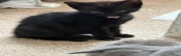 Mixed Breed cats for sale: Black kittens  - Advert 2