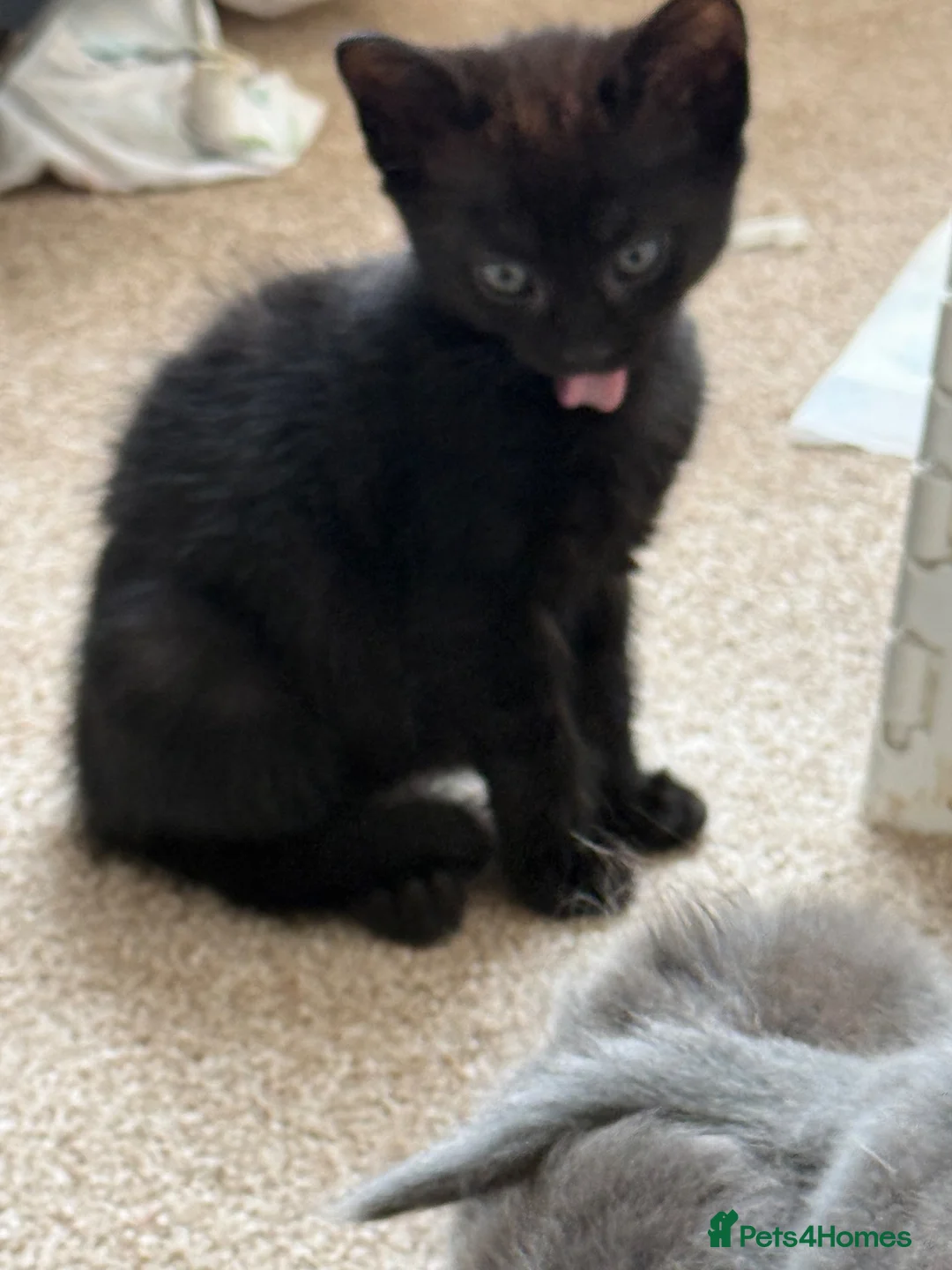 Mixed Breed cats for sale: Black kittens  - Advert 2