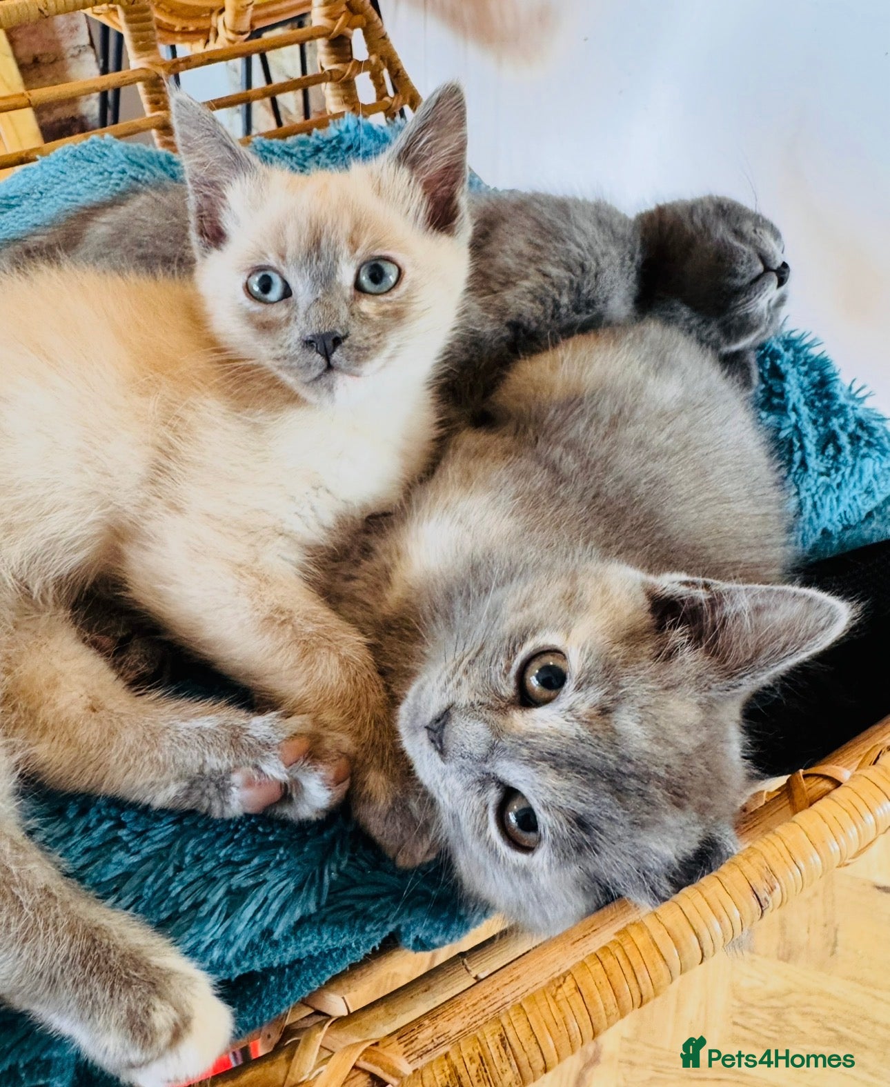 Siamese cats Siamese x Persian kittens 🐾 - Advert 1