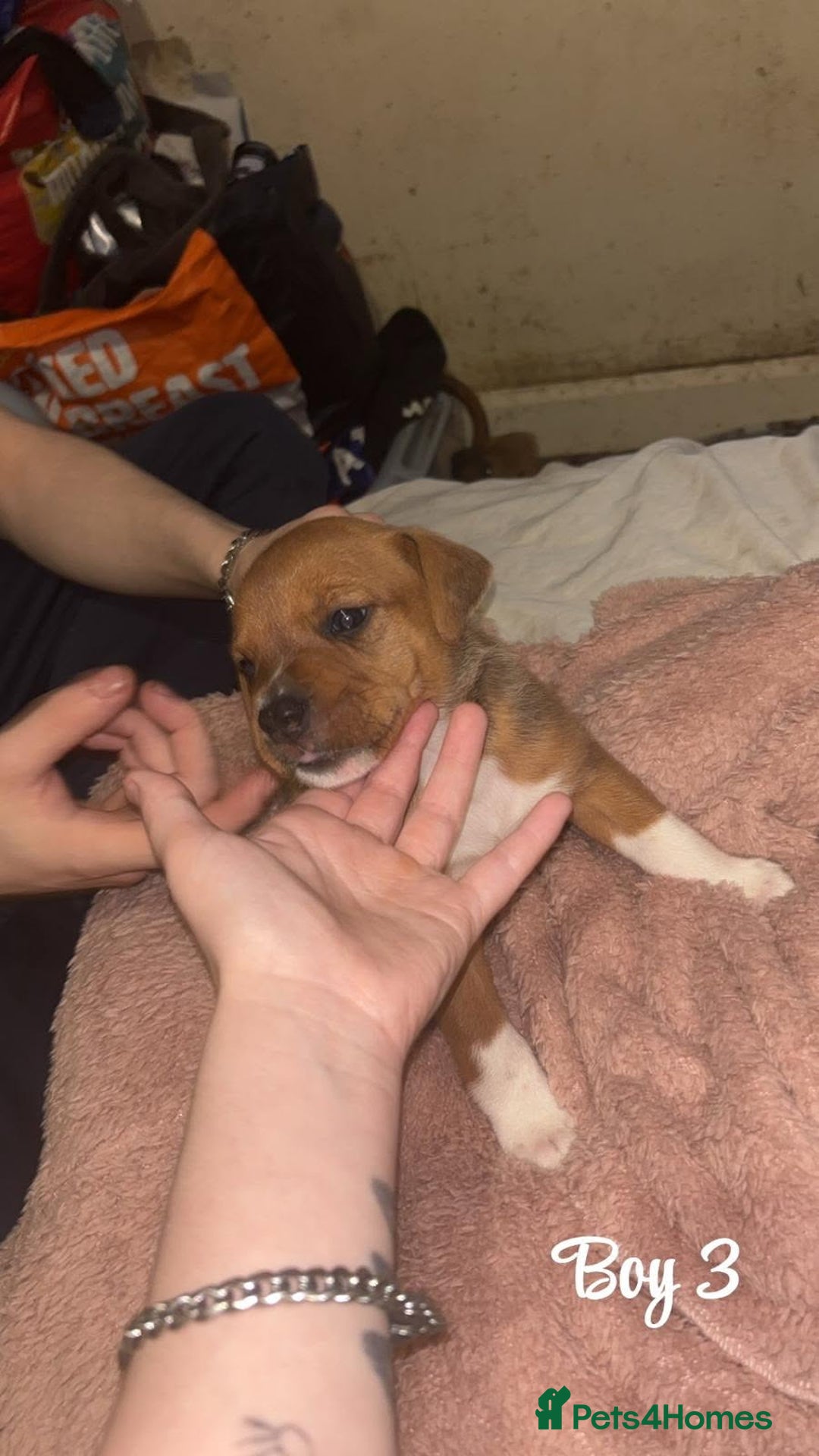 Mixed Breed dogs for sale: English mastiff x border collie puppies - Advert 6