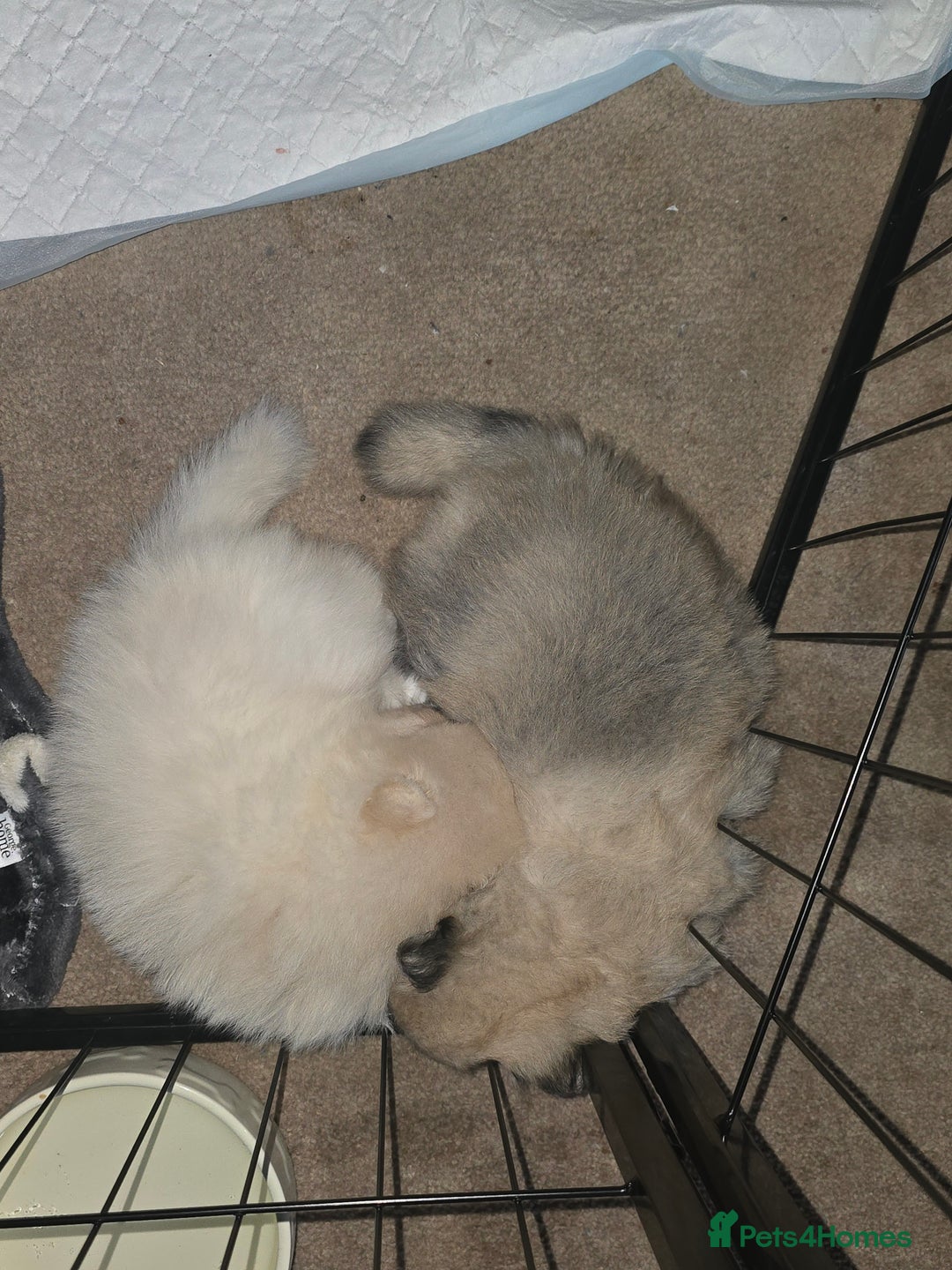 Pomeranian dogs for sale: Miniature Pomeranian Puppies For Sale  - Advert 8