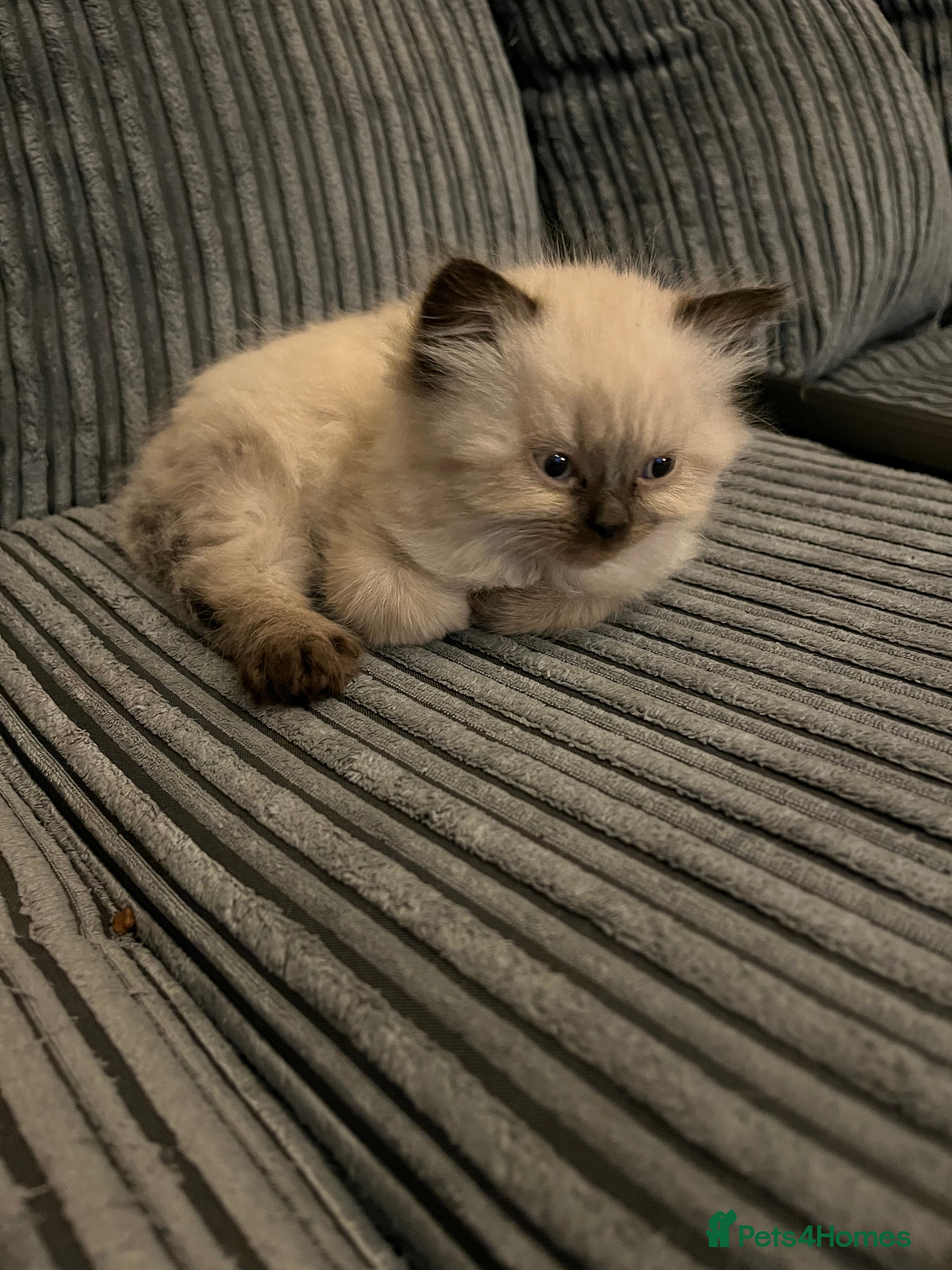 Himalayan cats Himalayan x chinchilla Persian  - Advert 6