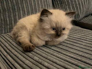 Himalayan cats Himalayan x chinchilla Persian - Advert 6