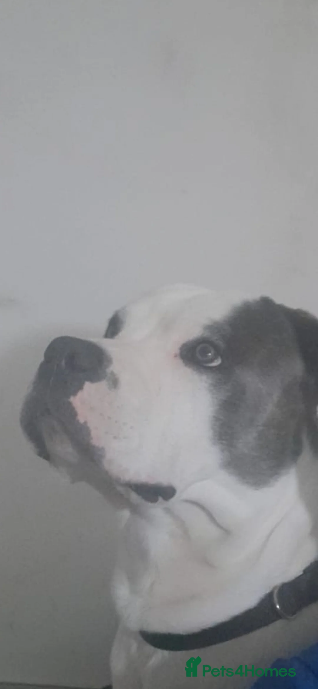 Mixed Breed dogs for sale: 1 year Old staffy×cane corso male  - Advert 7