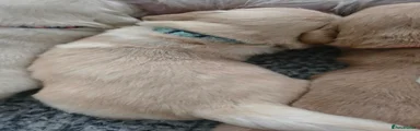 Golden Retriever 1