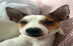 Jack Russell dogs for sale: Stunning Miniature Jack Russell Puppies!!! - Image 34