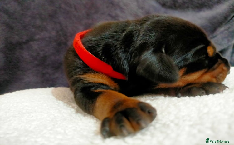 Dobermann dogs - Advert 1