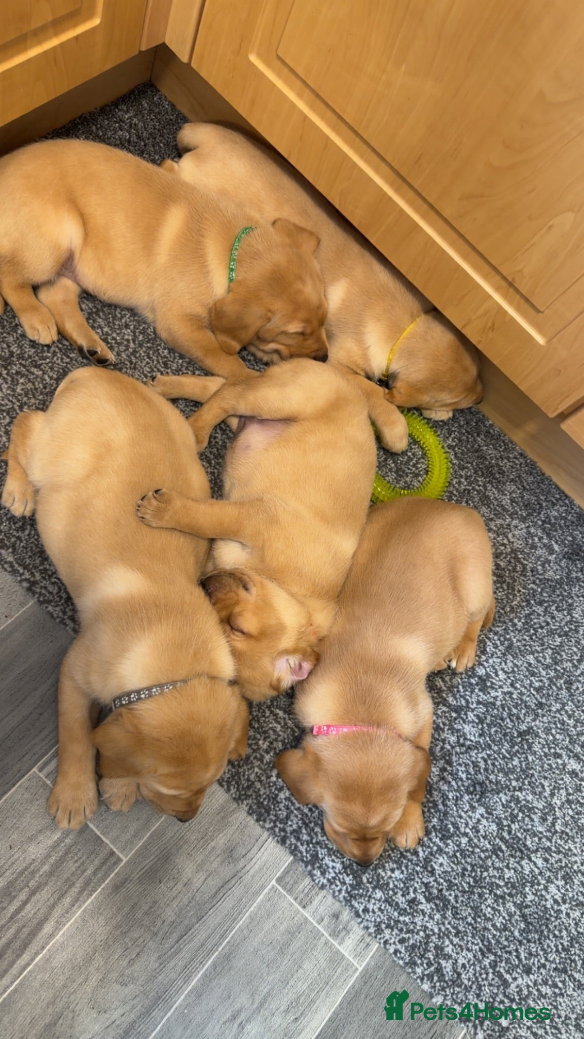 Labrador Retriever dogs Beautiful chunky yellow Labrador puppies  - Advert 2