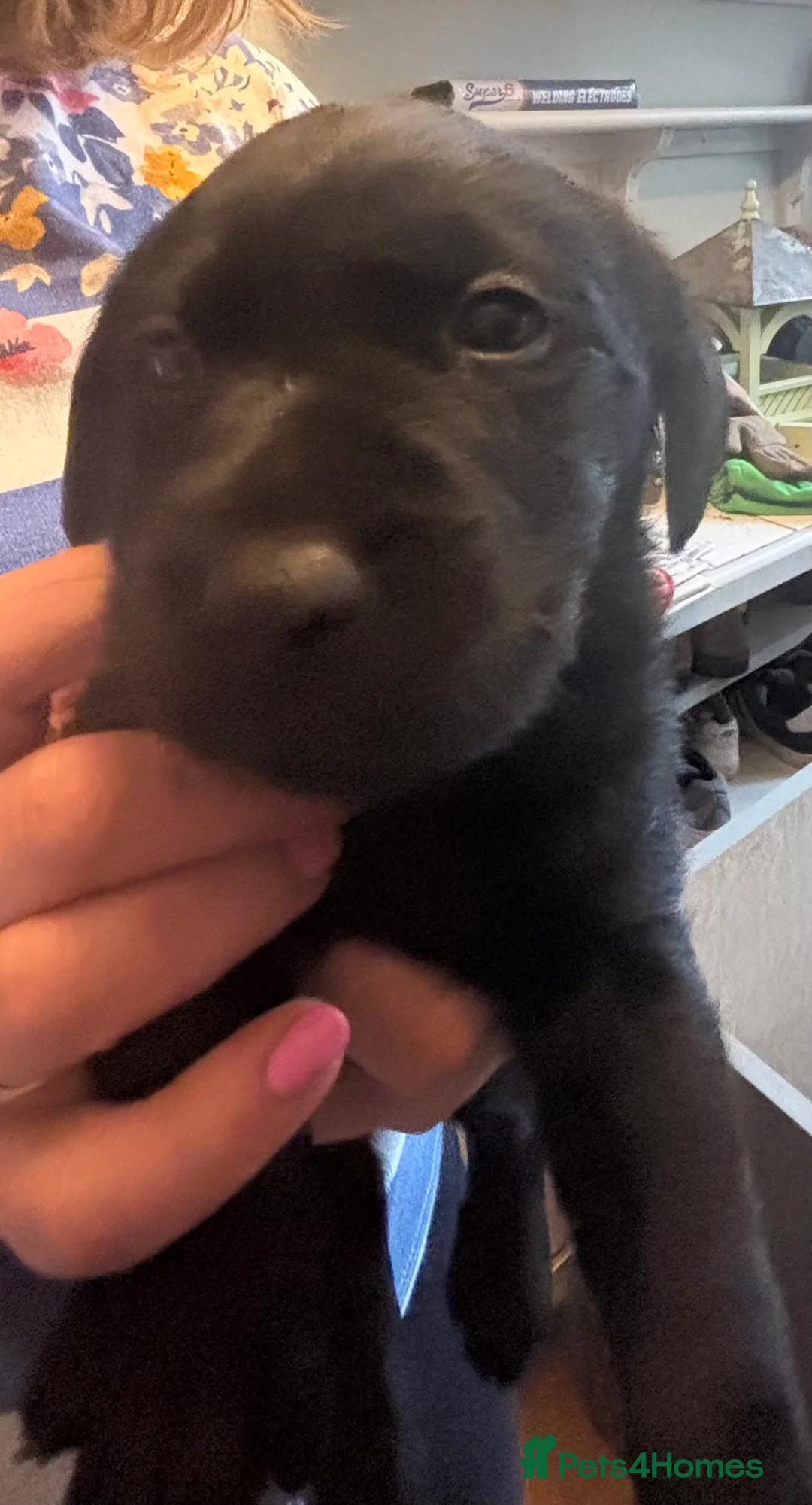 Labrador Retriever dogs for sale: Beautiful black Labrador puppies - Advert 3