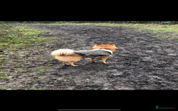 Mixed Breed dogs for sale: Our gorgeous German spitz Henry  - Image 7