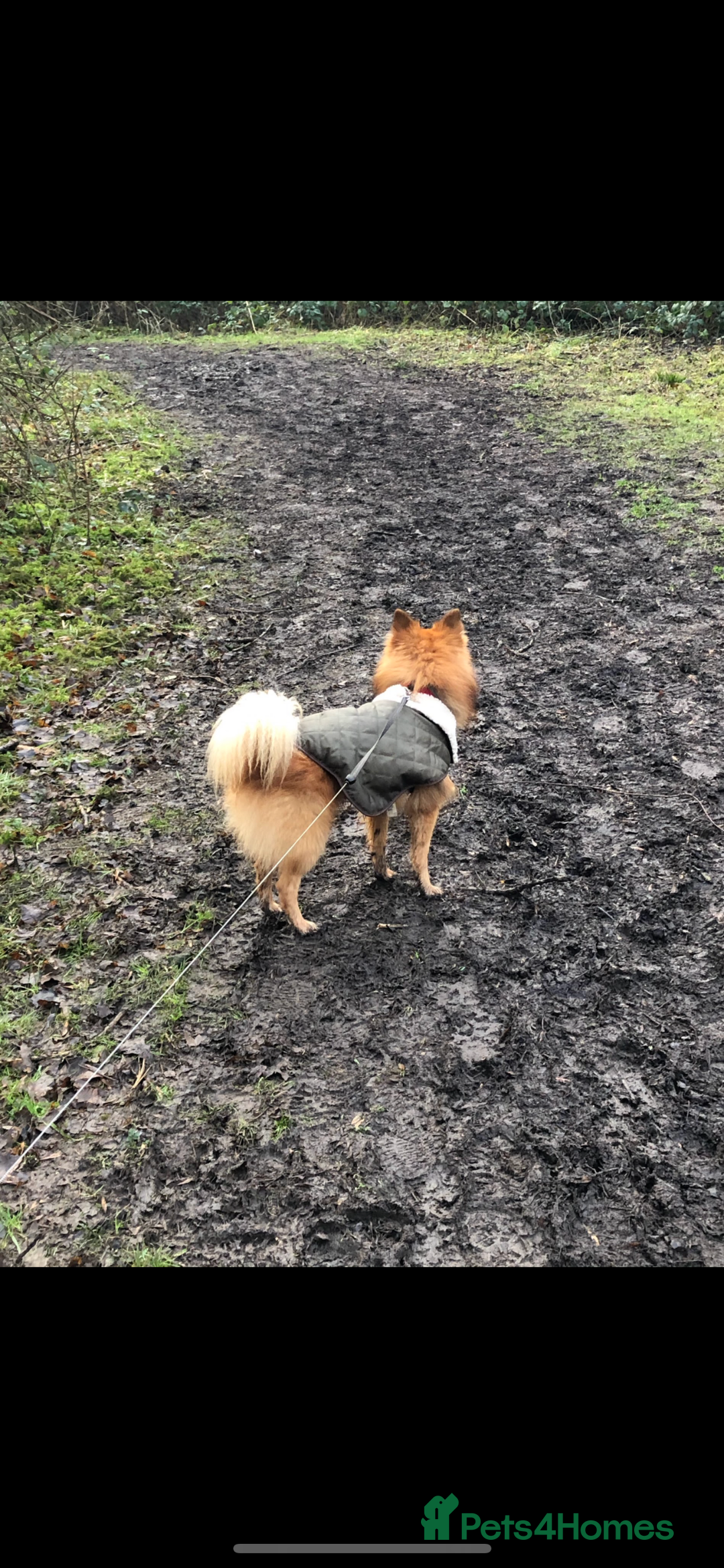 Mixed Breed dogs for sale: Our gorgeous German spitz Henry  - Image 7